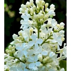 Almindelig Syren Hvid Syringa Vulgaris Alba 5 Liter Potte 8 Almindelig Syren Hvid Syringa Vulgaris Alba 5 Liter Potte -Osmo Salgsbutik p2101 37451 syringa vulgaris alba 6494