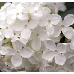 Almindelig Syren Hvid Syringa Vulgaris Alba 5 Liter Potte 9 Almindelig Syren Hvid Syringa Vulgaris Alba 5 Liter Potte -Osmo Salgsbutik p2101 37452 syringa vulgaris alba bac5