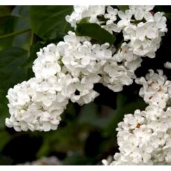 Almindelig Syren Hvid Syringa Vulgaris Alba 5 Liter Potte 10 Almindelig Syren Hvid Syringa Vulgaris Alba 5 Liter Potte -Osmo Salgsbutik p2101 37453 syringa vulgaris alba 6346