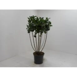 'Charles Joly' Syringa Vul. 'Charles Joly' (storblomstrende) Potte 12 Liter,- 80-100 Cm.