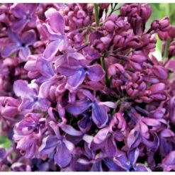 'Charles Joly' Syringa Vul. 'Charles Joly' (storblomstrende) Potte 12 Liter,- 80-100 Cm. -Osmo Salgsbutik p2103 39683 syringa vul charles joly storblomstrende abdf