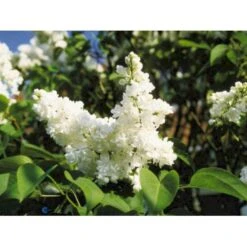 'Mme Lemoine' Syringa Vul, 'Mme. Lemoine' (storblomstrende) Potte 12 Liter,- 80-100 Cm. 9 'Mme Lemoine' Syringa Vul, 'Mme. Lemoine' (storblomstrende) Potte 12 Liter,- 80-100 Cm. -Osmo Salgsbutik p2107 1647 syringa vulgaris mme lemoine f290