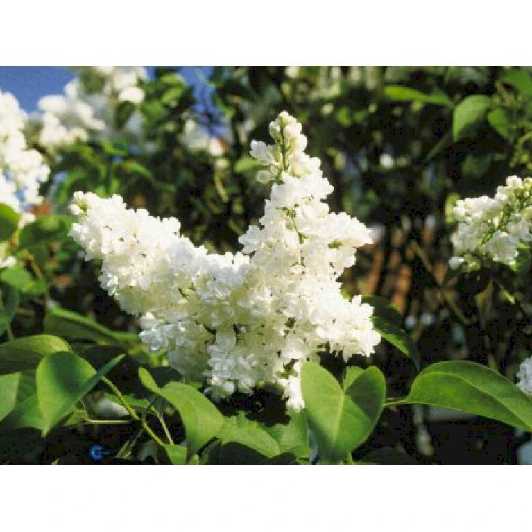 'Mme Lemoine' Syringa Vul, 'Mme. Lemoine' (storblomstrende) Potte 12 Liter,- 80-100 Cm. 3 'Mme Lemoine' Syringa Vul, 'Mme. Lemoine' (storblomstrende) Potte 12 Liter,- 80-100 Cm. - Billede 3