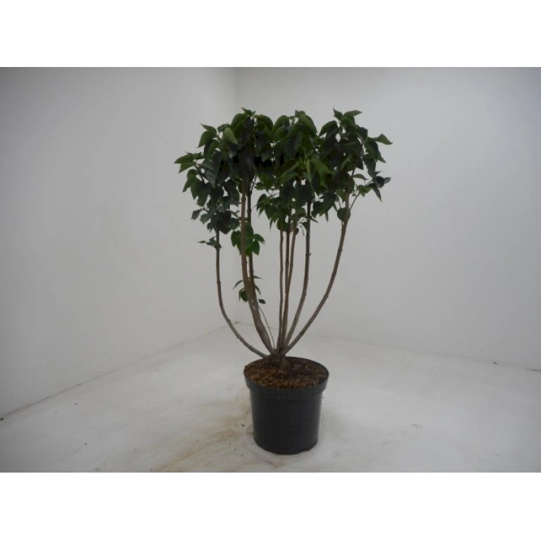 'Mme Lemoine' Syringa Vul, 'Mme. Lemoine' (storblomstrende) Potte 12 Liter,- 80-100 Cm. 1 'Mme Lemoine' Syringa Vul, 'Mme. Lemoine' (storblomstrende) Potte 12 Liter,- 80-100 Cm.