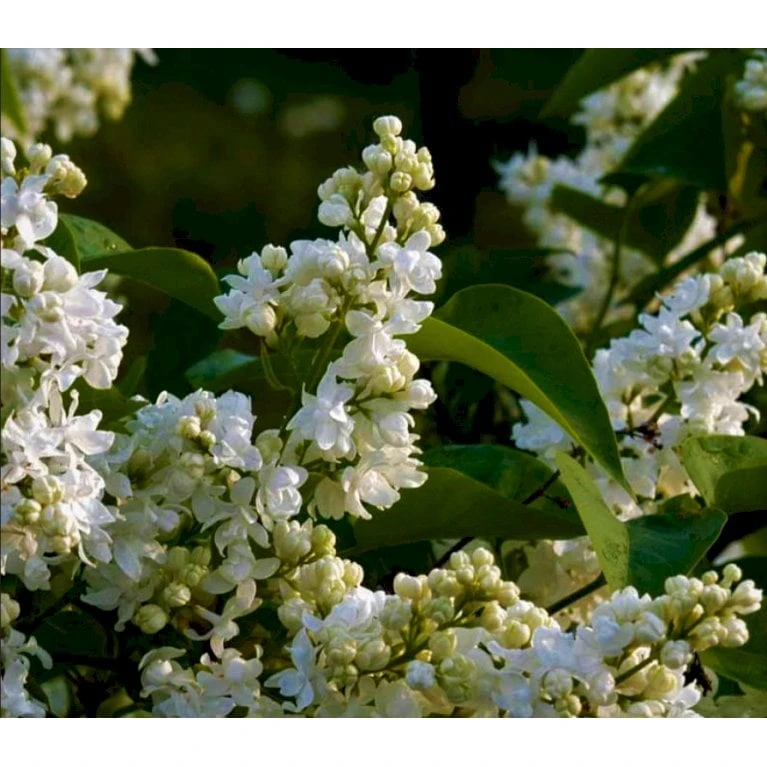 'Primrose' Syringa Vul. 'Primrose' (storblomstrende) Med Klump,- 125-150 Cm. 1 'Primrose' Syringa Vul. 'Primrose' (storblomstrende) Med Klump,- 125-150 Cm.
