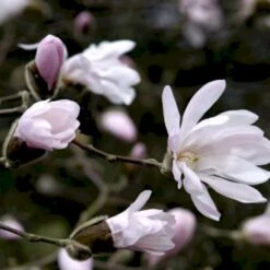 Stjernemagnolia 'Rosea' Magnolia Stellata 'Rosea' Opstammet 130 Cm, 12 Liter Potte