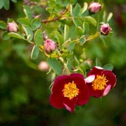 'Single Cherry' Rosa Pimpinellifolia 'Single Cherry' (Klitrose) A-Kvalitet,- Barrods Roser Min. 3 Grene -Osmo Salgsbutik p21511 52898 rosa pimpinellifolia single cherry klitrose 5e22