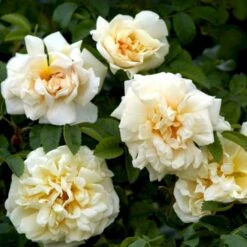 Rynket Rose 'Agnes' Rosa Rugosa 'Agnes' A-Kvalitet,- Barrods Roser Min. 3 Grene