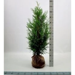 Kæmpethuja Thuja Plicata 'Martin' Med Klump,- 80-100 Cm.