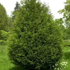 Kæmpethuja Thuja Plicata 'Martin' Med Klump,- 80-100 Cm. -Osmo Salgsbutik p21652 52862 thuja plicata martin 427e