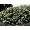 Dværgkvalkved Viburnum Davidii Potte 3,0 Liter,- 25-30 Cm.