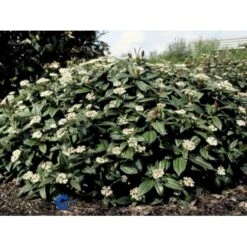 Dværgkvalkved Viburnum Davidii Potte 3,0 Liter,- 25-30 Cm.