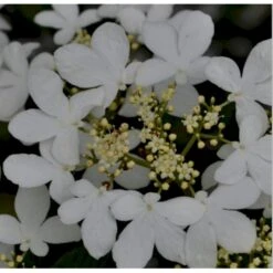 Japansk Etage-Snebolle 'Mariesii' Viburnum Plicatum 'Mariesii' Med Klump,- 100-120 Cm. -Osmo Salgsbutik p2222 37488 viburnum plicatum mariesii 247b