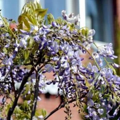 Kinesisk Blåregn 'Prolific' Wisteria Sinensis 'Prolific' Potte 7,5 Liter,- Opbundet 150-200 Cm. -Osmo Salgsbutik p2265 48969 wisteria sinensis prolific 5cf1