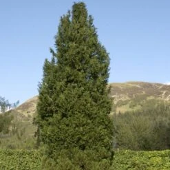 Blå Cypres Til Hæk Chamaecyparis Lawsoniana 'Columnaris' Potte 3,0 Liter,- 40-60 Cm. -Osmo Salgsbutik p2298 52770 chamaecyparis lawsoniana columnaris 1395