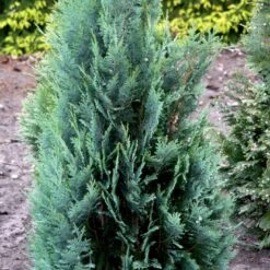 Blå Cypres Til Hæk Chamaecyparis Lawsoniana 'Columnaris' Potte 3,0 Liter,- 40-60 Cm. -Osmo Salgsbutik p2298 52772 chamaecyparis lawsoniana columnaris 7ead