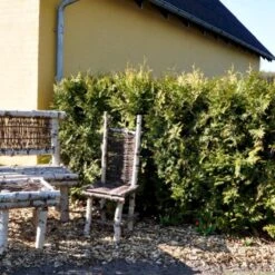 Hækthuja 'Brabant' Thuja Occidentalis 'Brabant' Med Klump,- 150-175 Cm. 10 Hækthuja 'Brabant' Thuja Occidentalis 'Brabant' Med Klump,- 150-175 Cm. -Osmo Salgsbutik p2303 47524 thuja occidentalis brabant cd58 1