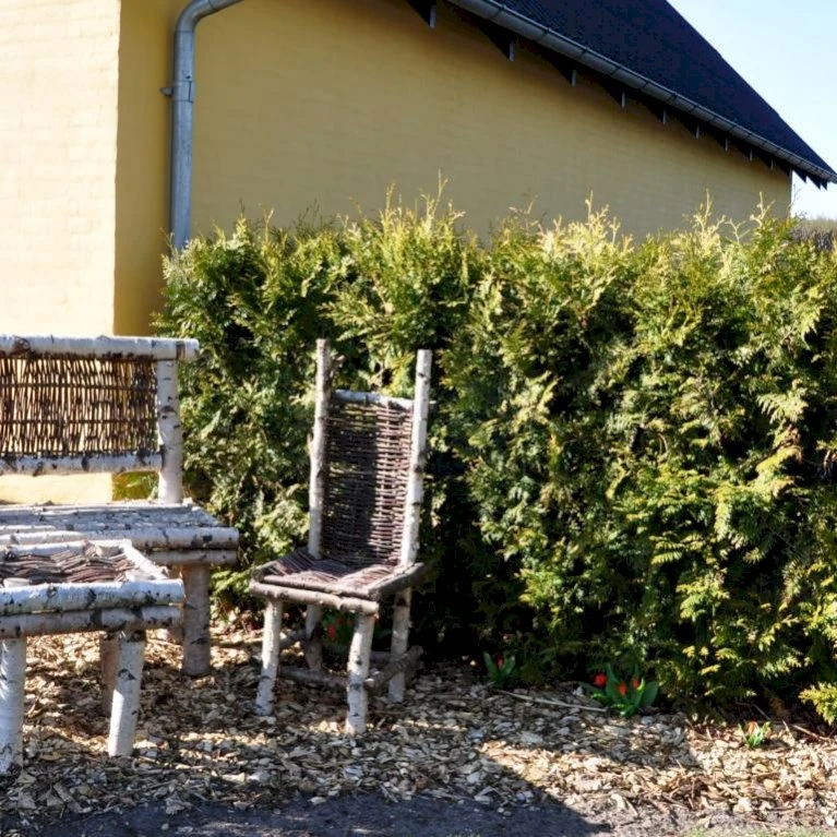 Hækthuja 'Brabant' Thuja Occidentalis 'Brabant' Med Klump,- 150-175 Cm. 4 Hækthuja 'Brabant' Thuja Occidentalis 'Brabant' Med Klump,- 150-175 Cm. - Billede 4