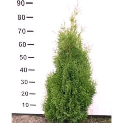 Hækthuja 'Holmstrup' Thuja Occidentalis 'Holmstrup' Med Klump,- 60-80 Cm.