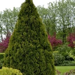 Hækthuja 'Holmstrup' Thuja Occidentalis 'Holmstrup' Med Klump,- 60-80 Cm. -Osmo Salgsbutik p2305 52853 thuja occidentalis holmstrup af06