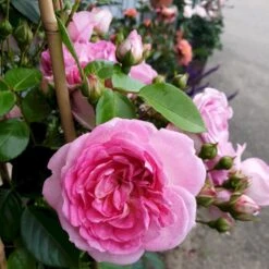 'Jasmina'® Rosa X 'Jasmina'® (Slyngroser) A-Kvalitet,- Barrods Roser Min. 3 Grene -Osmo Salgsbutik p23345 53589 rosa x jasmina slyngroser 5e28