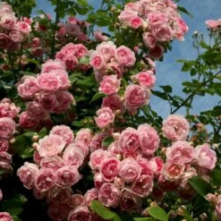 'Jasmina'® Rosa X 'Jasmina'® (Slyngroser) A-Kvalitet,- Barrods Roser Min. 3 Grene -Osmo Salgsbutik p23345 53590 rosa x jasmina slyngroser d505
