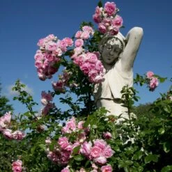 'Jasmina'® Rosa X 'Jasmina'® (Slyngroser) A-Kvalitet,- Barrods Roser Min. 3 Grene -Osmo Salgsbutik p23345 53591 rosa x jasmina slyngroser fcaf