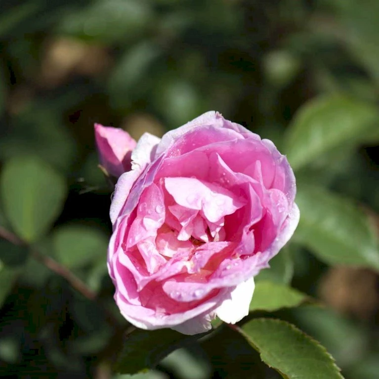 'Prairie Joy' Rosa X 'Prairie Joy' (Buskrose) A-Kvalitet,- Barrods Roser Min. 3 Grene 1 'Prairie Joy' Rosa X 'Prairie Joy' (Buskrose) A-Kvalitet,- Barrods Roser Min. 3 Grene