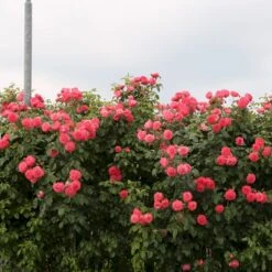 'Rosanna'® Rosa X 'Rosanna'® (Klatrerose) A-Kvalitet,- Barrods Roser Min. 3 Grene -Osmo Salgsbutik p23348 53634 rosa x rosanna klatrerose b435