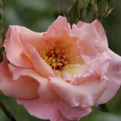 'Summer Wine'® Rosa X 'Summer Wine'® (Slyngrose) A-Kvalitet,- Barrods Roser Min. 3 Grene 7 'Summer Wine'® Rosa X 'Summer Wine'® (Slyngrose) A-Kvalitet,- Barrods Roser Min. 3 Grene -Osmo Salgsbutik p23349 53662 rosa x summer wine slyngrose bb5c