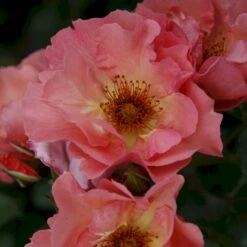 'Summer Wine'® Rosa X 'Summer Wine'® (Slyngrose) A-Kvalitet,- Barrods Roser Min. 3 Grene 8 'Summer Wine'® Rosa X 'Summer Wine'® (Slyngrose) A-Kvalitet,- Barrods Roser Min. 3 Grene -Osmo Salgsbutik p23349 53663 rosa x summer wine slyngrose a1c1