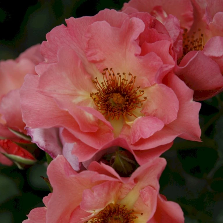 'Summer Wine'® Rosa X 'Summer Wine'® (Slyngrose) A-Kvalitet,- Barrods Roser Min. 3 Grene 4 'Summer Wine'® Rosa X 'Summer Wine'® (Slyngrose) A-Kvalitet,- Barrods Roser Min. 3 Grene - Billede 4