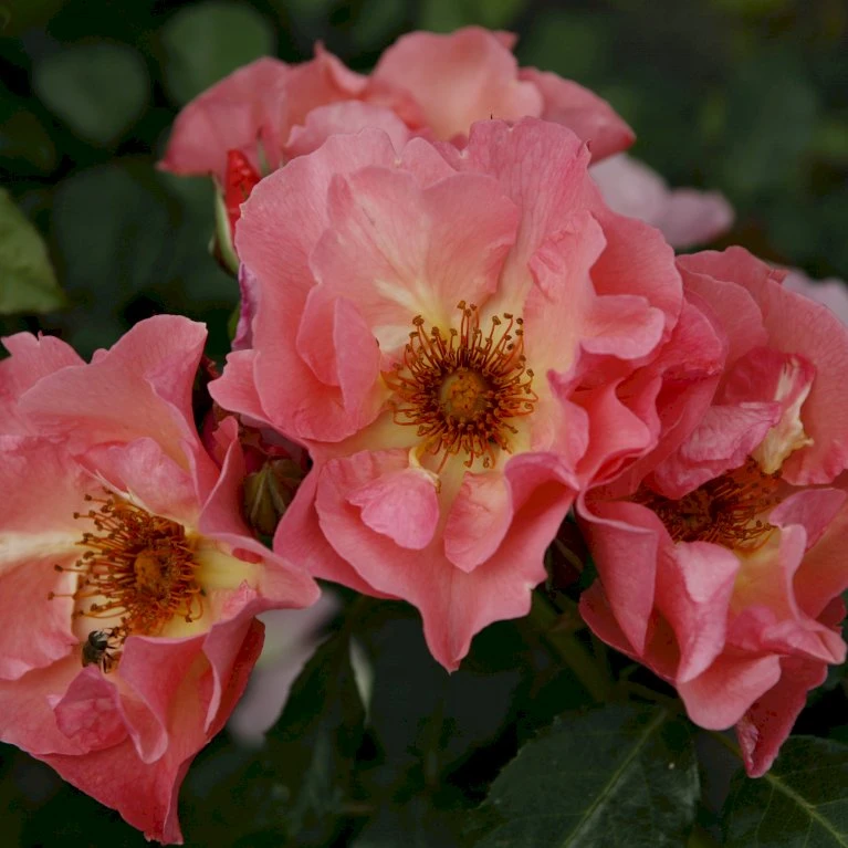 'Summer Wine'® Rosa X 'Summer Wine'® (Slyngrose) A-Kvalitet,- Barrods Roser Min. 3 Grene 5 'Summer Wine'® Rosa X 'Summer Wine'® (Slyngrose) A-Kvalitet,- Barrods Roser Min. 3 Grene - Billede 5