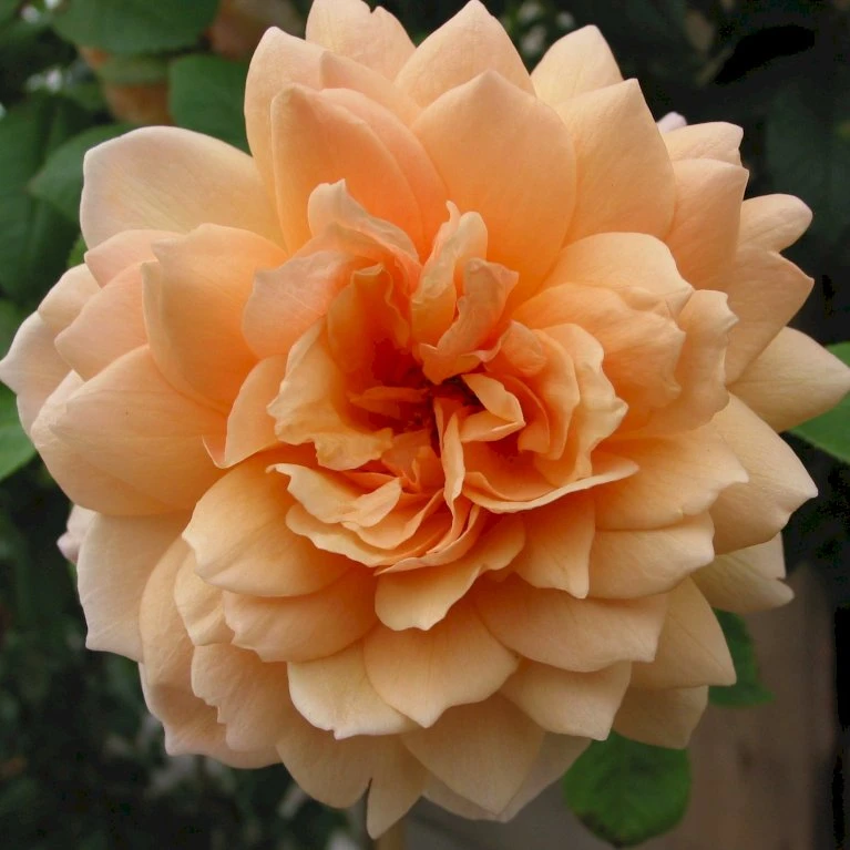 'Kordes Aloha'® Rosa X 'Kordes Aloha'® (Slyngrose) A-Kvalitet,- Barrods Roser Min. 3 Grene 1 'Kordes Aloha'® Rosa X 'Kordes Aloha'® (Slyngrose) A-Kvalitet,- Barrods Roser Min. 3 Grene