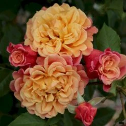 'Kordes Aloha'® Rosa X 'Kordes Aloha'® (Slyngrose) A-Kvalitet,- Barrods Roser Min. 3 Grene 7 'Kordes Aloha'® Rosa X 'Kordes Aloha'® (Slyngrose) A-Kvalitet,- Barrods Roser Min. 3 Grene -Osmo Salgsbutik p23382 53537 rosa x kordes aloha slyngrose 8297