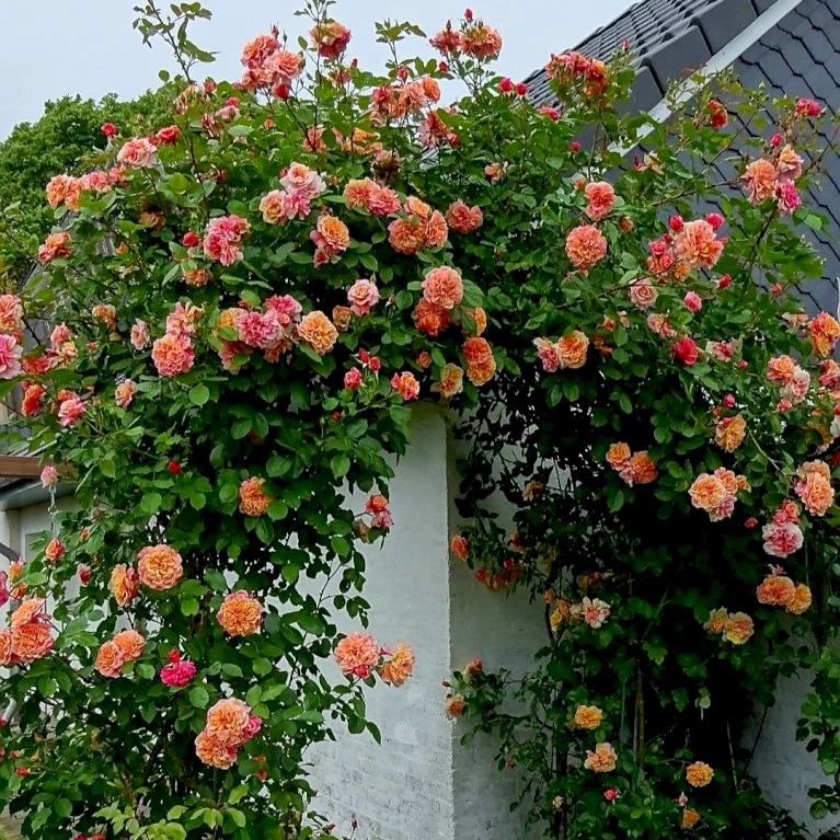 'Kordes Aloha'® Rosa X 'Kordes Aloha'® (Slyngrose) A-Kvalitet,- Barrods Roser Min. 3 Grene 4 'Kordes Aloha'® Rosa X 'Kordes Aloha'® (Slyngrose) A-Kvalitet,- Barrods Roser Min. 3 Grene - Billede 4