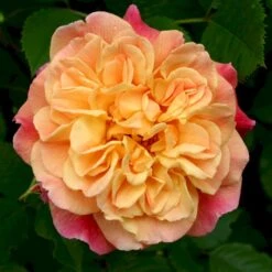 'Kordes Aloha'® Rosa X 'Kordes Aloha'® (Slyngrose) A-Kvalitet,- Barrods Roser Min. 3 Grene 9 'Kordes Aloha'® Rosa X 'Kordes Aloha'® (Slyngrose) A-Kvalitet,- Barrods Roser Min. 3 Grene -Osmo Salgsbutik p23382 53539 rosa x kordes aloha slyngrose 4bc3