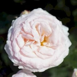 'Amie™ Renaissance'® Rosa X 'Amie™ Renaissance'® (Renaissancerose) A-Kvalitet,- Barrods Roser Min. 3 Grene