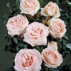 'Amie™ Renaissance'® Rosa X 'Amie™ Renaissance'® (Renaissancerose) A-Kvalitet,- Barrods Roser Min. 3 Grene -Osmo Salgsbutik p23388 52094 rosa x amie renaissance renaissancerose abf2