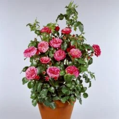'Bernstorff'™ Rosa X 'Bernstorff'™ (Buketrose) A-Kvalitet,- Barrods Roser Min. 3 Grene -Osmo Salgsbutik p23418 51765 rosa x bernstorff buketrose c27c