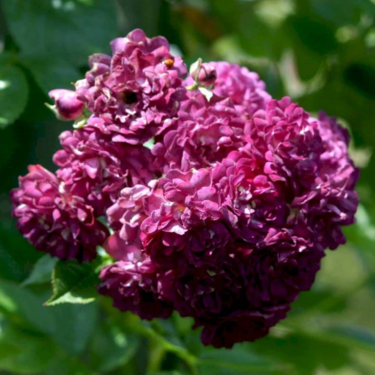 'Bleu Magenta' Rosa X 'Bleu Magenta' (Slyngrose) A-Kvalitet,- Barrods Roser Min. 3 Grene 1 'Bleu Magenta' Rosa X 'Bleu Magenta' (Slyngrose) A-Kvalitet,- Barrods Roser Min. 3 Grene