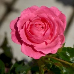 'Boogie-Woogie'™ Rosa X 'Boogie-Woogie'™ (Slyngrose) A-Kvalitet,- Barrods Roser Min. 3 Grene -Osmo Salgsbutik p23437 52210 rosa x boogie woogie slyngrose e53b