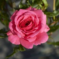 'Boogie-Woogie'™ Rosa X 'Boogie-Woogie'™ (Slyngrose) A-Kvalitet,- Barrods Roser Min. 3 Grene -Osmo Salgsbutik p23437 52211 rosa x boogie woogie slyngrose 6096