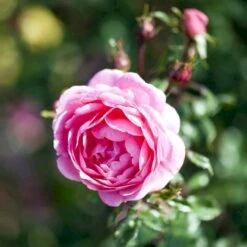 'Boogie-Woogie'™ Rosa X 'Boogie-Woogie'™ (Slyngrose) A-Kvalitet,- Barrods Roser Min. 3 Grene -Osmo Salgsbutik p23437 52212 rosa x boogie woogie slyngrose 1c0f