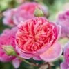 'Boscobel' Rosa X 'Boscobel' (Engelsk Rose) A-Kvalitet,- Barrods Roser Min. 3 Grene
