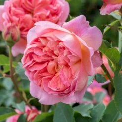 'Boscobel' Rosa X 'Boscobel' (Engelsk Rose) A-Kvalitet,- Barrods Roser Min. 3 Grene -Osmo Salgsbutik p23445 52946 rosa x boscobel engelsk rose 8148