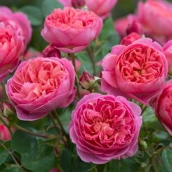 'Boscobel' Rosa X 'Boscobel' (Engelsk Rose) A-Kvalitet,- Barrods Roser Min. 3 Grene -Osmo Salgsbutik p23445 52950 rosa x boscobel engelsk rose 44a2