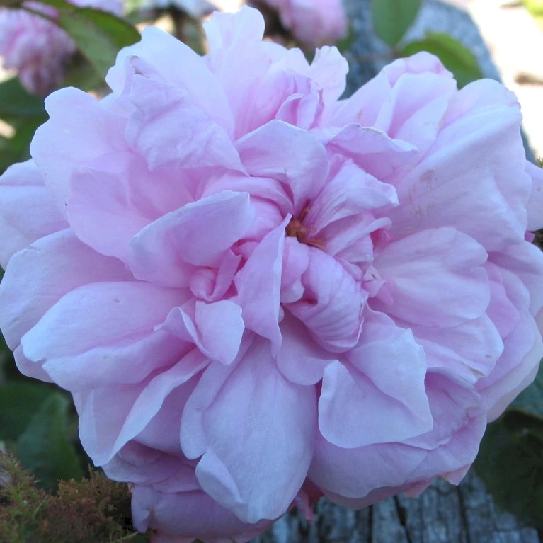 'Communis' Rosa Centifolia Muscosa 'Communis' (Centifoliarose) A-Kvalitet,- Barrods Roser Min. 3 Grene 1 'Communis' Rosa Centifolia Muscosa 'Communis' (Centifoliarose) A-Kvalitet,- Barrods Roser Min. 3 Grene