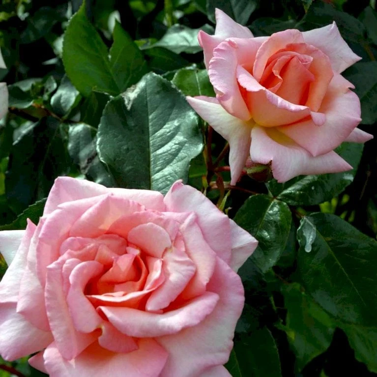 'Compassion' Rosa X 'Compassion' (Slyngrose) A-Kvalitet,- Barrods Roser Min. 3 Grene 1 'Compassion' Rosa X 'Compassion' (Slyngrose) A-Kvalitet,- Barrods Roser Min. 3 Grene