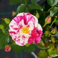 'Concert'™ (Syn. 'Calypso'™) Rosa X 'Concert'™ (Slyngrose) A-Kvalitet,- Barrods Roser Min. 3 Grene -Osmo Salgsbutik p23536 52214 rosa x concert slyngrose 5149